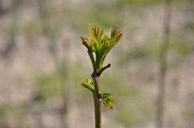 beerntungen